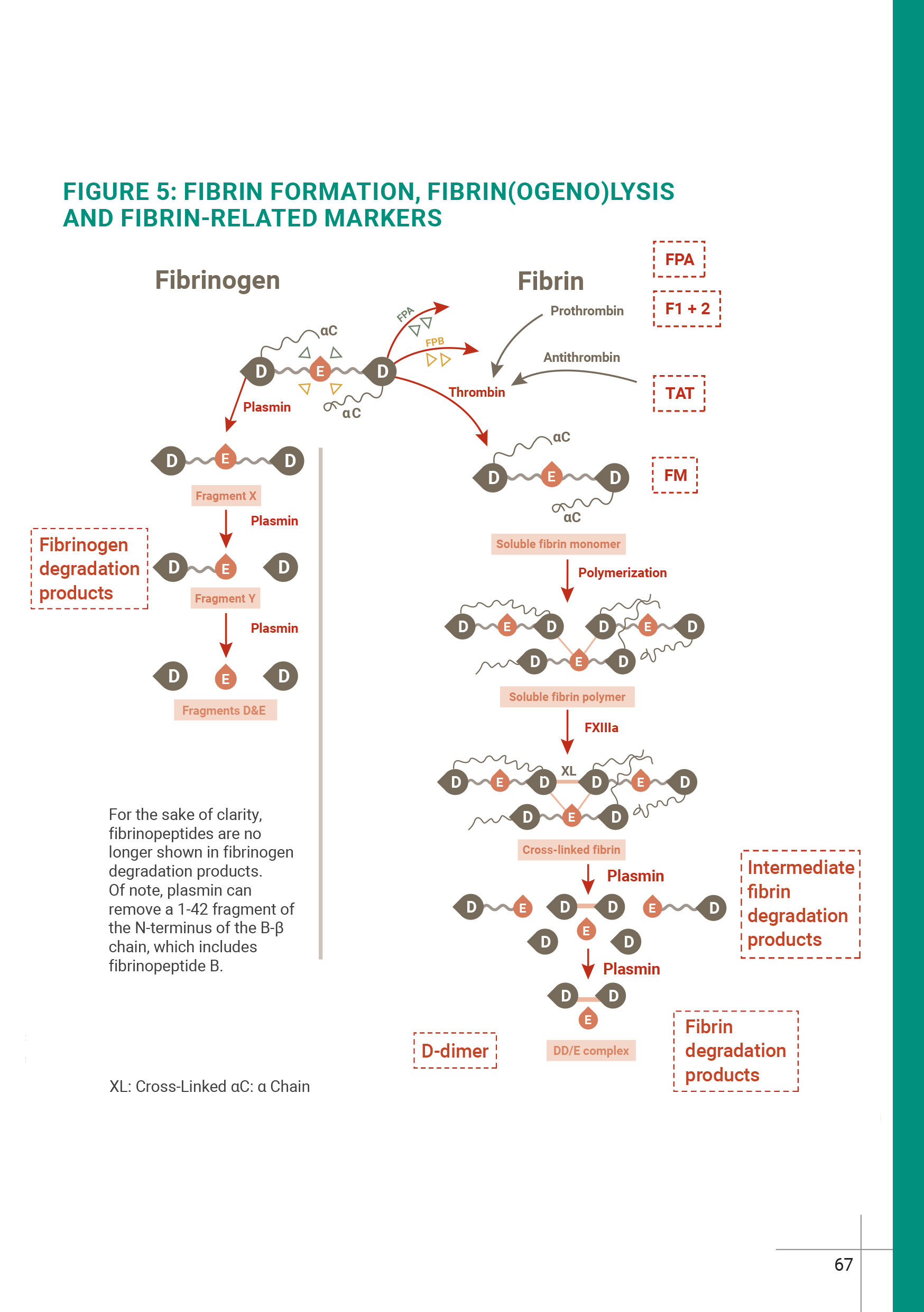  Quick Guide to Hemostasis de Stago page 6