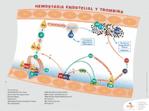 Foco Hemostasia Endotelial e Trombina