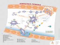 Hemostasia Primária