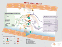 Anticoagulante