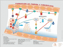 Fibrina e Fibrinólise