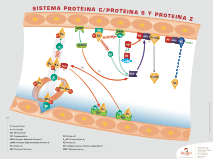 Sistema de Proteína C, Proteína S e Proteína Z