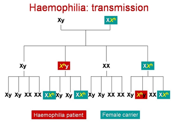 Transimissão Hemofilia B